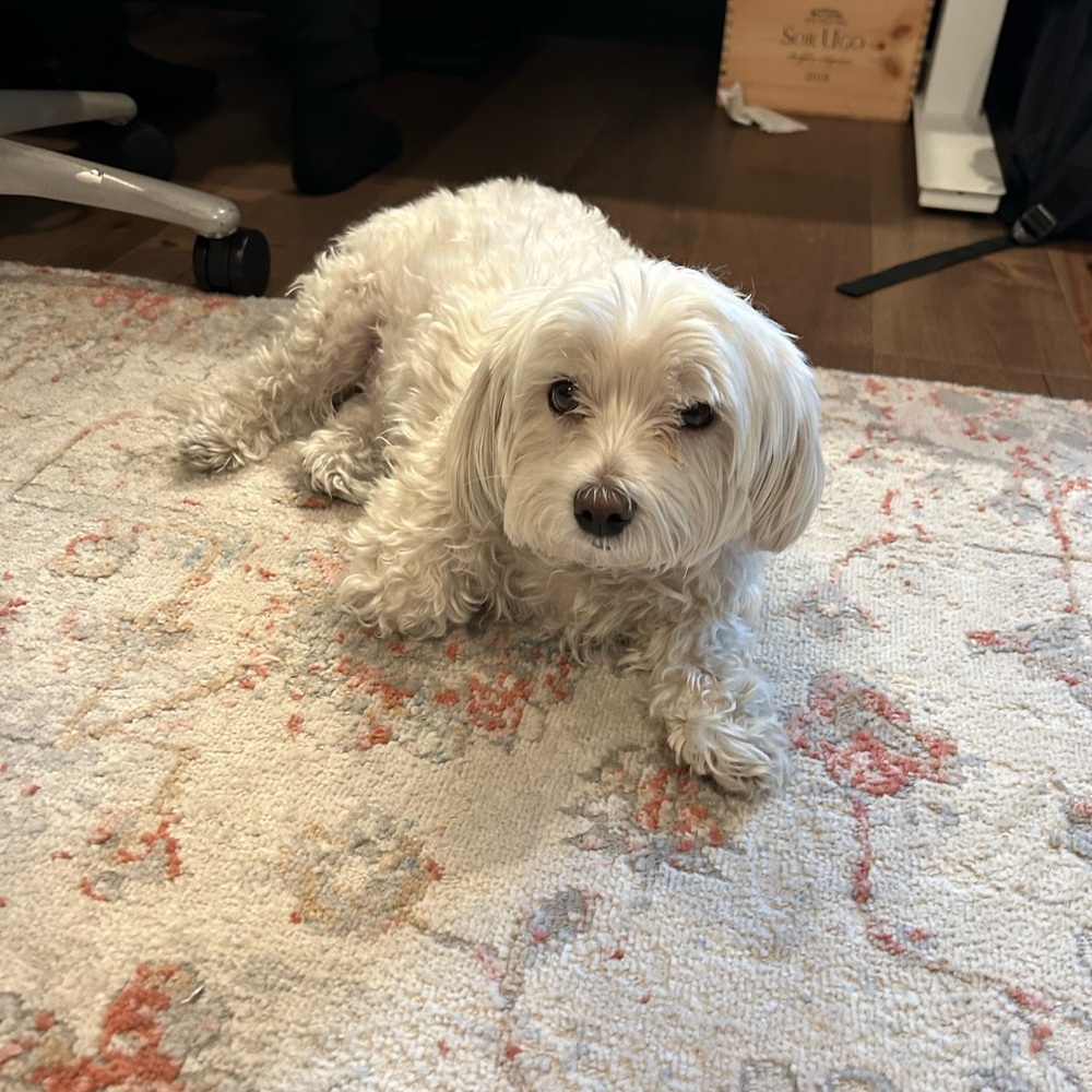 Meet your Posher, Raven